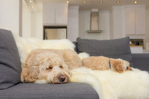 Homeroots 6' X 6' Natural Sheepskin Non Skid Area Rug  Genuine Sheepskin 293197