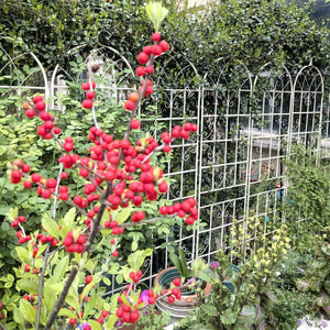 English Elm 4 Pack Tall Steel Garden Trellis Panels Powder Coated Rustproof Climbing Plant Support W1586134247