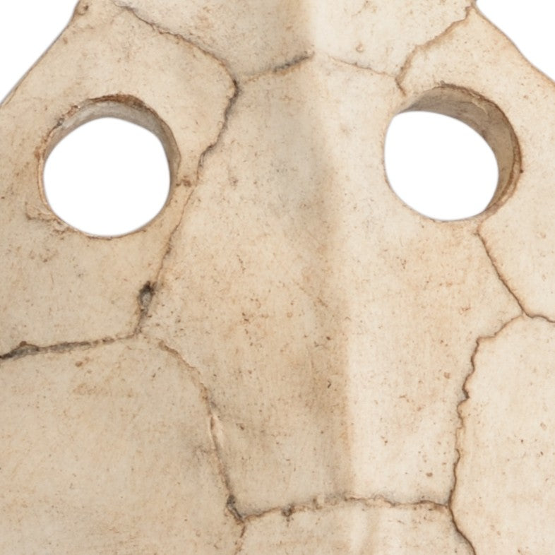 Wildwood Sulcata Aged Whitewash Turtle Sculpture On Black Iron Base — Coastal Decorative Accent For Shelves & Mantels 301576