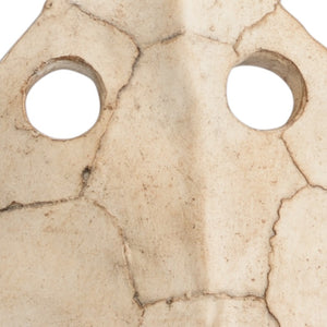 Wildwood Sulcata Aged Whitewash Turtle Sculpture On Black Iron Base — Coastal Decorative Accent For Shelves & Mantels 301576