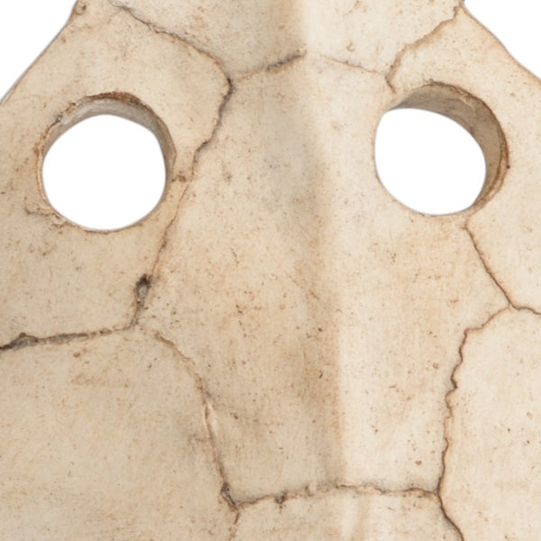 Wildwood Sulcata Aged Whitewash Turtle Sculpture On Black Iron Base — Coastal Decorative Accent For Shelves & Mantels 301576