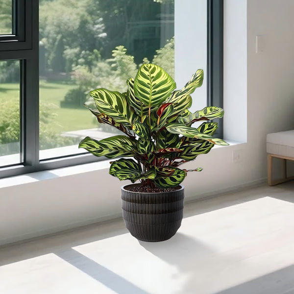 English Elm Set of 4 Fluted Ceramic Flowerpot with Hand-Glazed Finish, High-Temp Fired Durable Planters for Patio W3273P321575