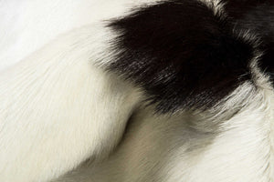 Homeroots 2' X 3' Natural Black And White Calfskin Area Rug White,Chocolate Cowhide 316980