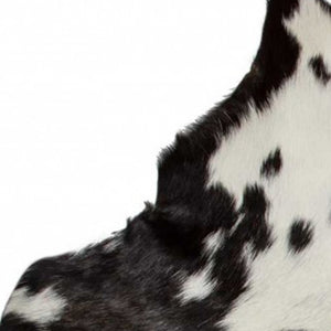 Homeroots 2' X 3' White And Black Calfskin - Area Rug White,Black Cowhide 316981