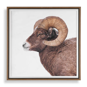Uttermost Uttermost Bighorn Sheep Wall Art Walnut Framed Print for Lodge or Rustic Living 32546