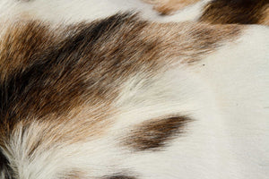 Homeroots 2' X 3' Tricolor And White Calfskin - Area Rug Zebu Cowhide 328300