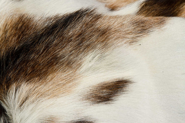 Homeroots 2' X 3' Tricolor And White Calfskin - Area Rug Zebu Cowhide 328300