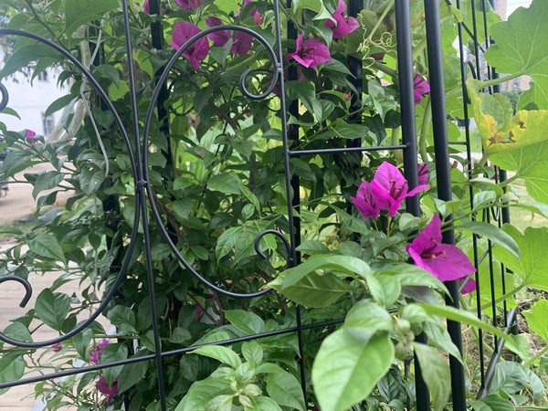 English Elm Metal Garden Trellis Set – 2 Durable Trellises For Climbing Plants, Flowers & Veggies, Easy Install W840P321535