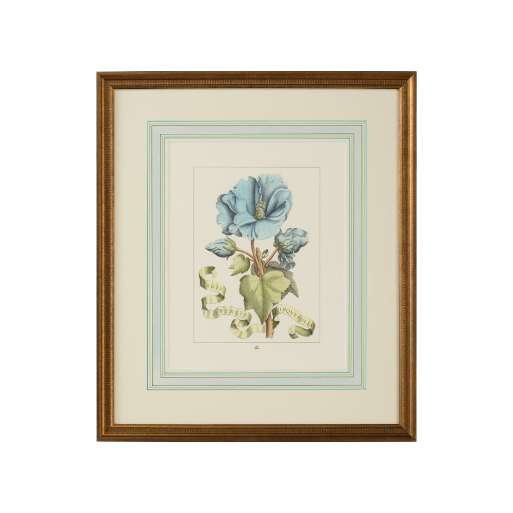 Chelsea House Bl Hand-Colored Botanical Engraving With Gold Frame & French Mat, Italian Floral Art, 22.5"X19" 380166