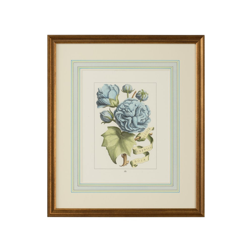 Chelsea House Bl Hand-Colored Floral Engraving With Ribbon In Gold Frame, Italian Art, French Mat, Ready To Hang 380167