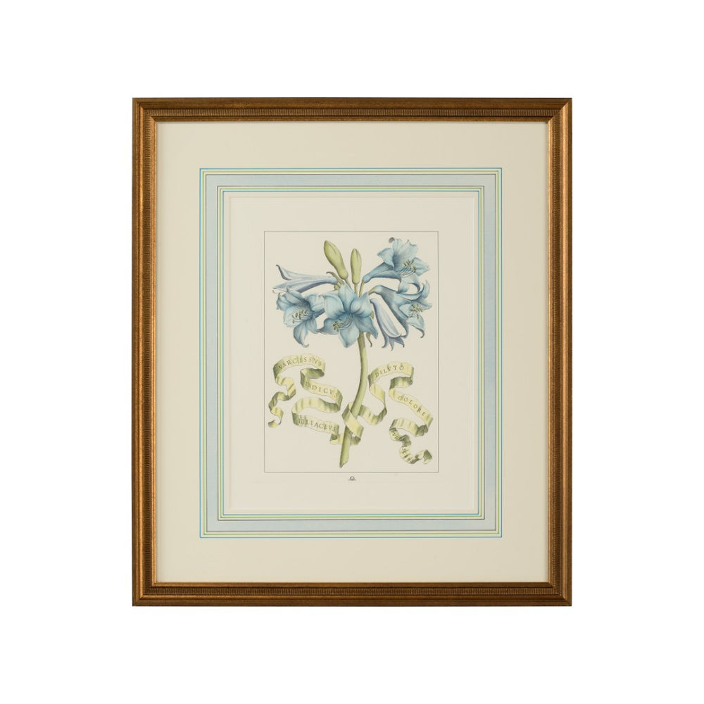 Chelsea House Bl Hand-Colored Floral Engraving From Italy In Gold Frame With Cream Mat — Vintage Botanical Art 22.5" X19" 380168