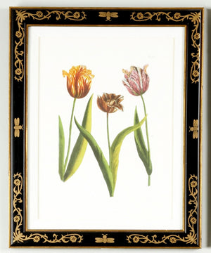 Tulip/Dec White/Cream 380353 Chelsea House