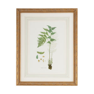 Chelsea House Curtis Gold-Framed Fern Lithograph With French Mat, Glass-Protected Botanical Art For Home & Office 380369