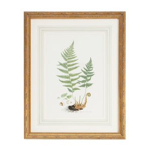 Chelsea House Curtis Framed Fern Lithograph — Gold Frame & French Mat Under Glass, Gallery-Ready Botanical Art 380370