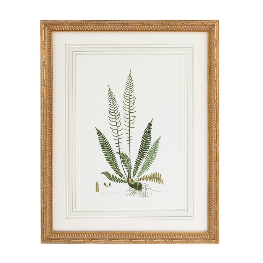 Chelsea House Curtis Elegant Ferns Iii Lithograph — Framed Gold With French Mat, Under Glass, Timeless Botanical Art (27.5X22) 380371