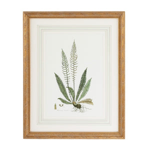Chelsea House Curtis Elegant Ferns Iii Lithograph — Framed Gold With French Mat, Under Glass, Timeless Botanical Art (27.5X22) 380371