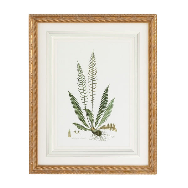 Chelsea House Curtis Elegant Ferns Iii Lithograph — Framed Gold With French Mat, Under Glass, Timeless Botanical Art (27.5X22) 380371