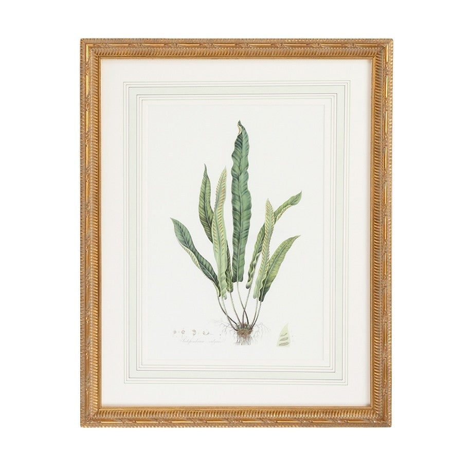 Chelsea House Curtis Ferns Iv Framed Lithograph - Gold Frame & French Mat, Museum-Quality Botanical Art For Home Decor 380372