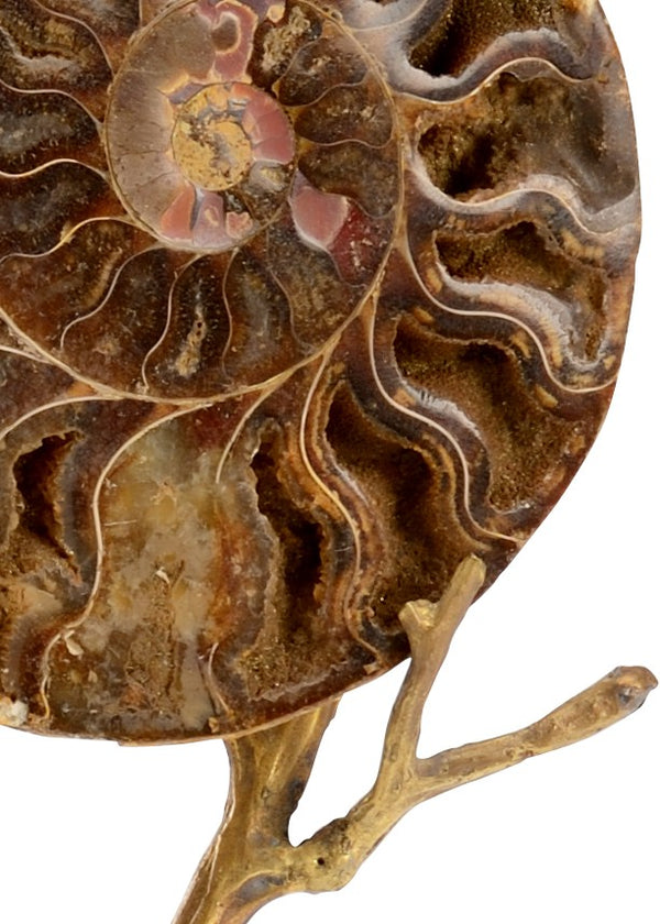 Chelsea House Small Ammonoidea Fossil Sculpture On Brass Stem With Crystal Base — Elegant Museum-Quality Decor, 14" 383264