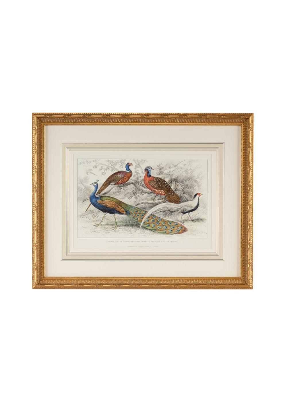 Chelsea House Peacock Hand-Drawn Watercolor Engraving With Pheasants In Gold Leaf Frame, 22X27.25" Ready-To-Hang 386060