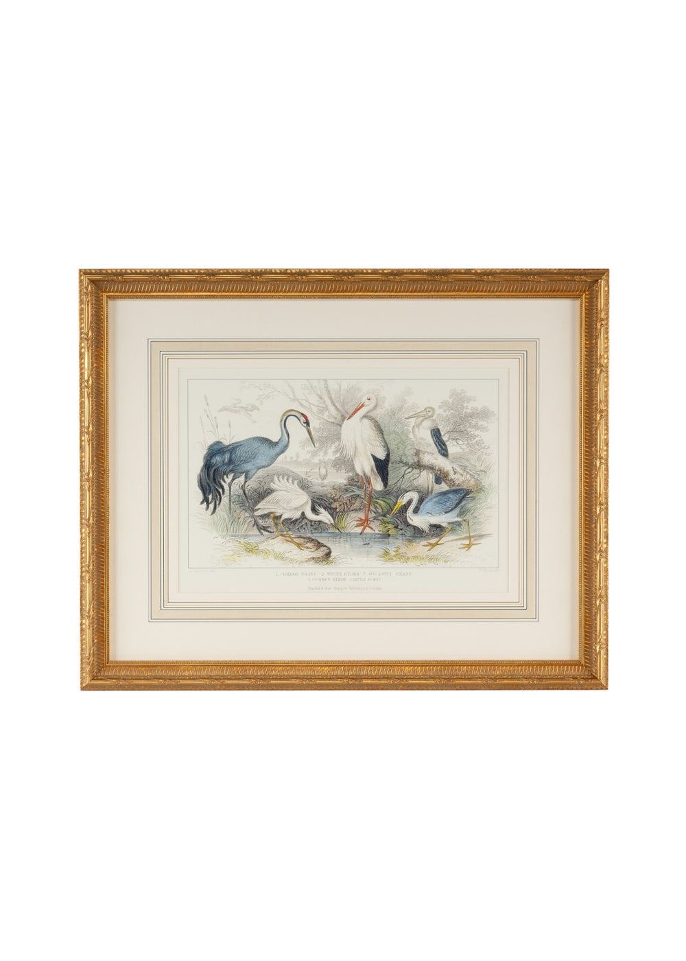 Chelsea House Herons Hand-Finished Watercolor Engraving With Gilded Wood Frame, Hand-Colored Mat, Nature Art 27" 386061