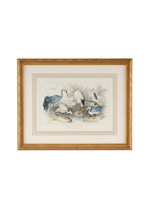 Chelsea House Herons Hand-Finished Watercolor Engraving With Gilded Wood Frame, Hand-Colored Mat, Nature Art 27" 386061