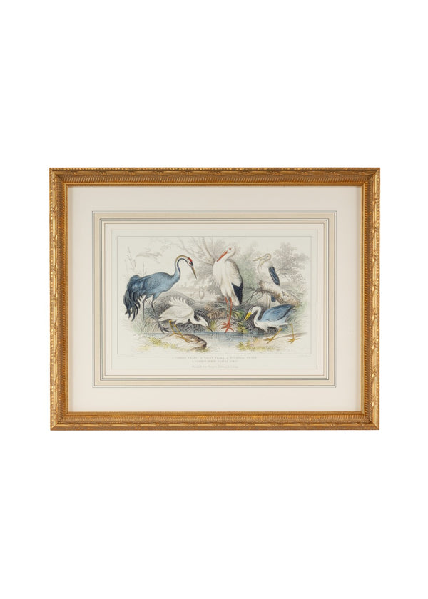 Chelsea House Herons Hand-Finished Watercolor Engraving With Gilded Wood Frame, Hand-Colored Mat, Nature Art 27" 386061