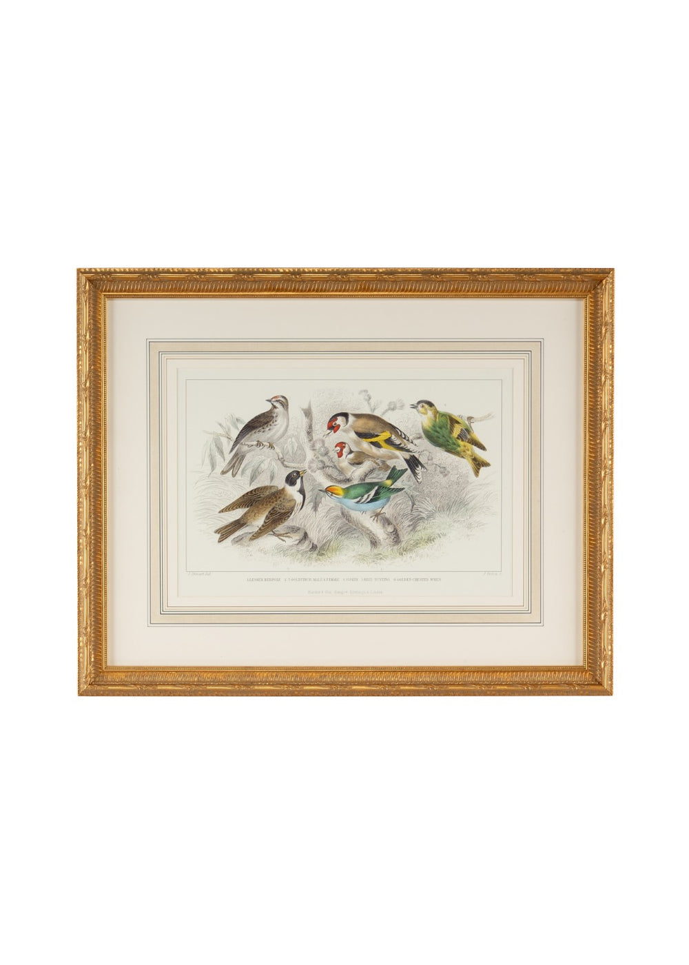 Chelsea House Gold Handwatercolored Finch, Bunting & Wren Engraving In Gold-Leaf Frame — Antique Charm, 22X27" 386062