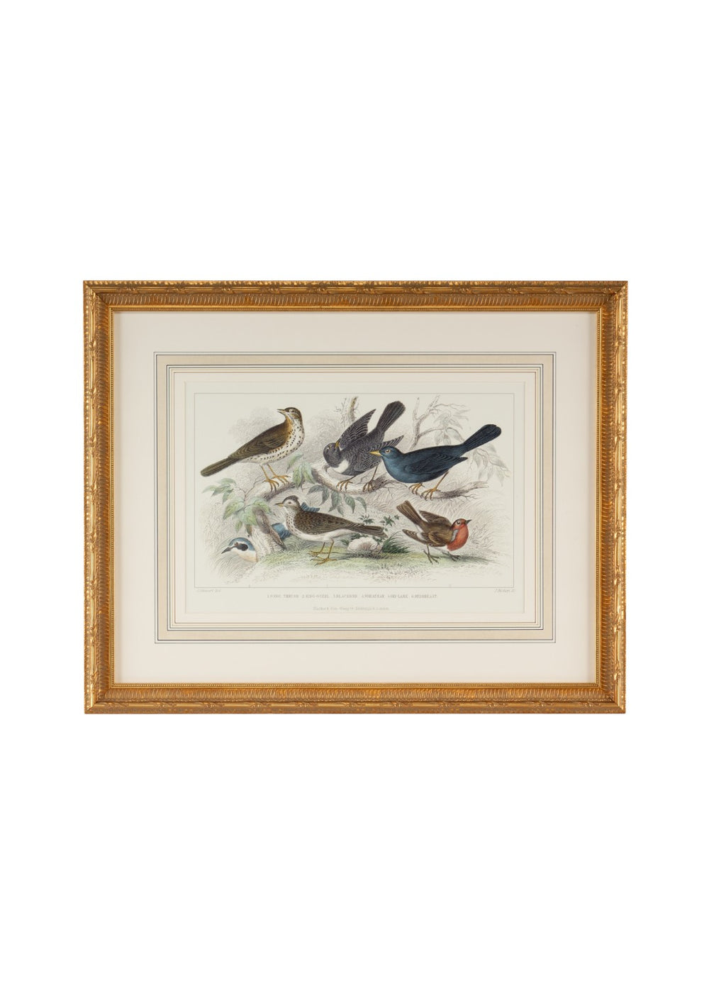 Chelsea House Skylark Hand-Colored Engraving Of Song Thrush & Robin Breast In Gilded Frame, Museum-Quality Wall Art (22X27.25) 386063