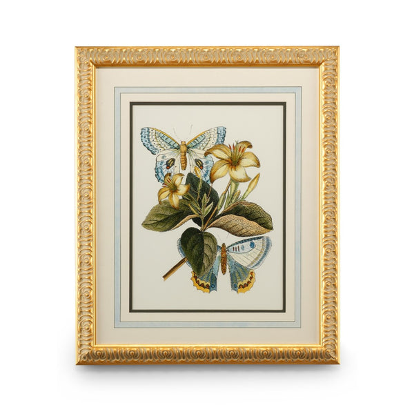 Chelsea House Butterfly Plate Lithograph Oasis Iv — Gold-Leaf Frame, French Mat Under Glass, Ready-To-Hang Art (27X22) 386098