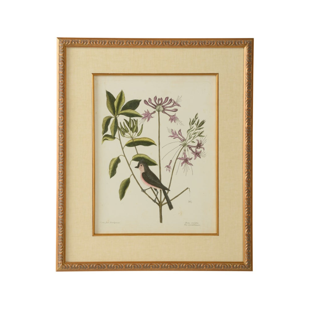 Chelsea House Catesby GicléE Bird & Botanical Print Under Glass — Linen Mat, Gold Leaf Frame, Museum Quality Decor 386175