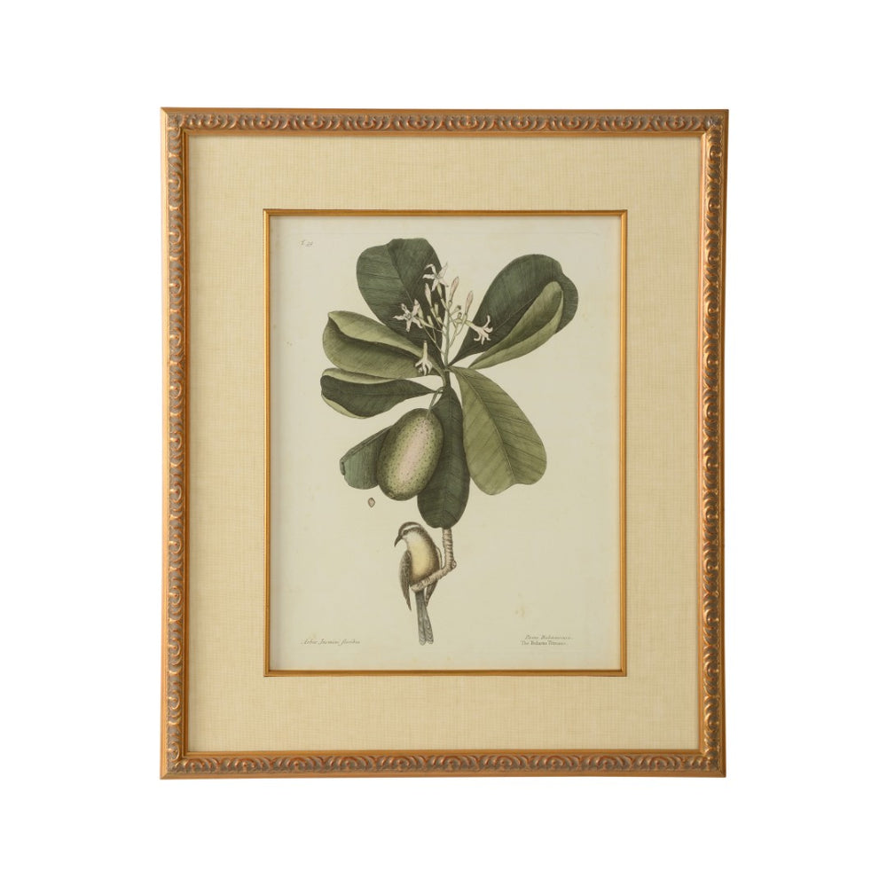 Chelsea House Catesby GicléE Bird & Botanical Print Under Glass, Gold Leaf Frame, Linen Mat, Ready To Hang (26X22) 386177