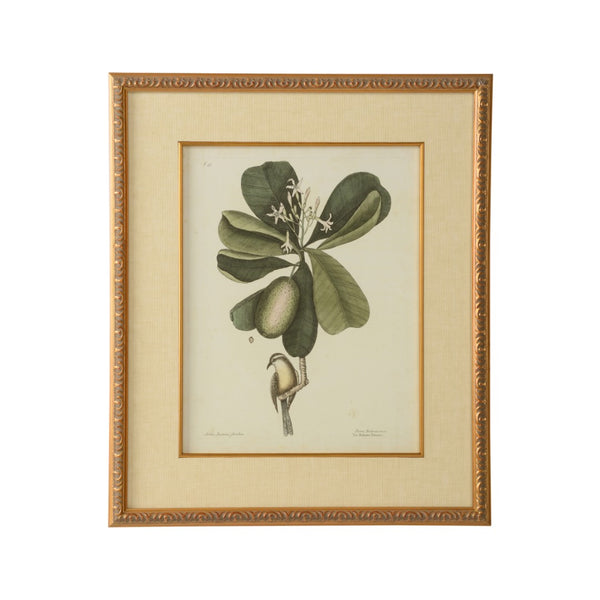 Chelsea House Catesby GicléE Bird & Botanical Print Under Glass, Gold Leaf Frame, Linen Mat, Ready To Hang (26X22) 386177