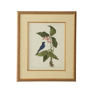 Chelsea House Catesby GicléE Bird & Botanical Print In Gold Leaf Frame With Linen Mat, Museum-Quality 26X22" 386178