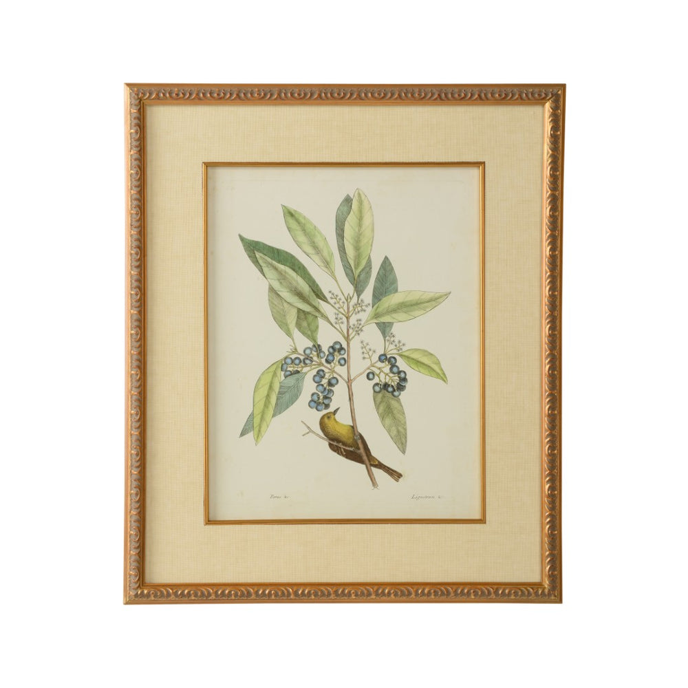 Chelsea House Catesby Archival GicléE Bird & Botanical Print 26X22in Under Glass With Linen Mat And Gold Leaf Frame 386179