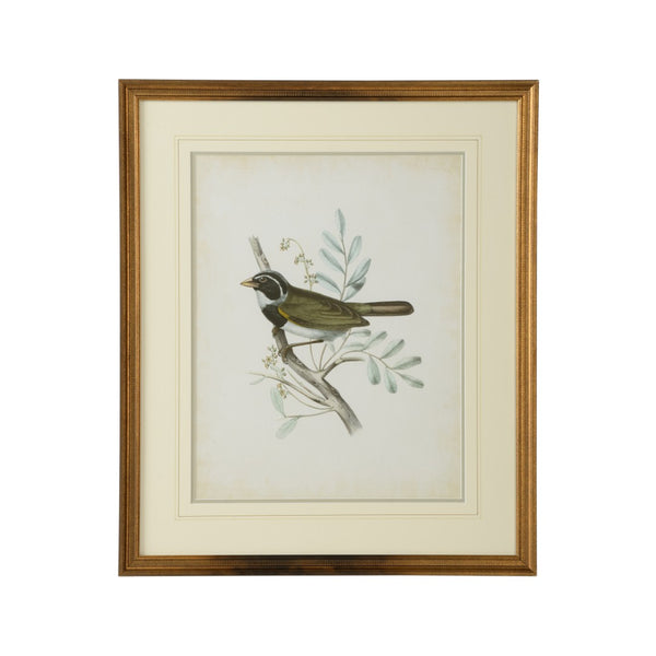 Chelsea House Delicate Birds Vi Archival GicléE Print With Double Mat, Gold Frame & Protective Glass, Timeless Decor (26" X 21.75") 386347