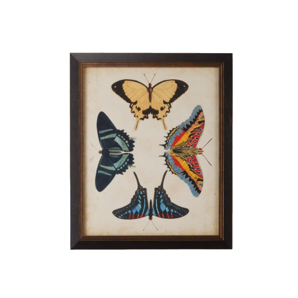 Chelsea House Display Of Butterflies Iii GicléE Gold Print In Black Textured Frame With Protective Glass, 23"X19" 386517