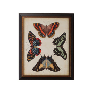 Chelsea House Display Of Butterflies Iv Framed GicléE Art In Gold With Textured Black Frame, Ready-To-Hang 23X19" 386518