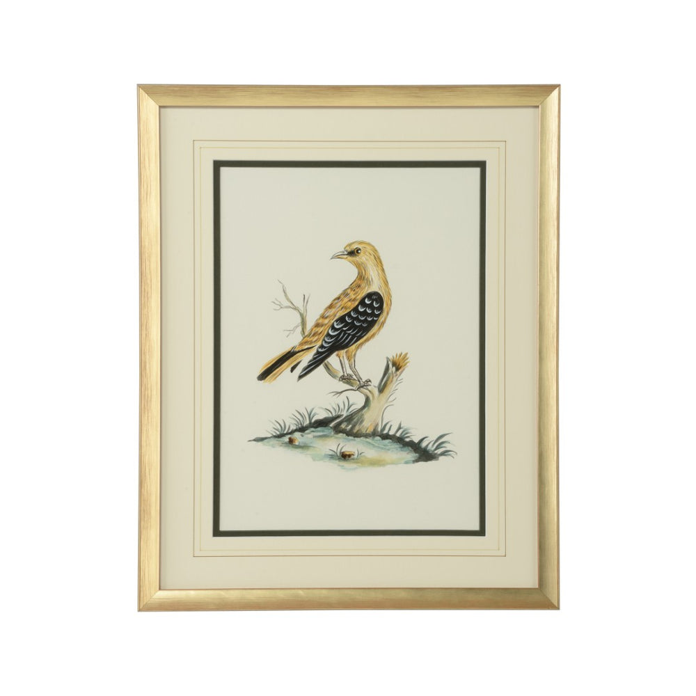 Chelsea House Cain Original Watercolor Birds By Bill Cain, Hand-Painted Ornithological Art In Gold Wood Frame, 20X16" 387221