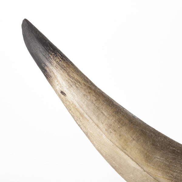 Homeroots Set Of Two 6" Brown And Black Ceramic Horn Decorative Bookends  Ceramic 392132