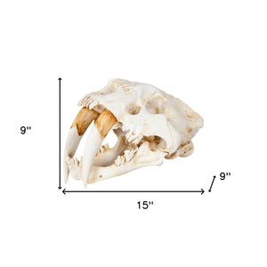 Homeroots Authentic Replica Sabertooth Skull Sculpture  Metal 392417