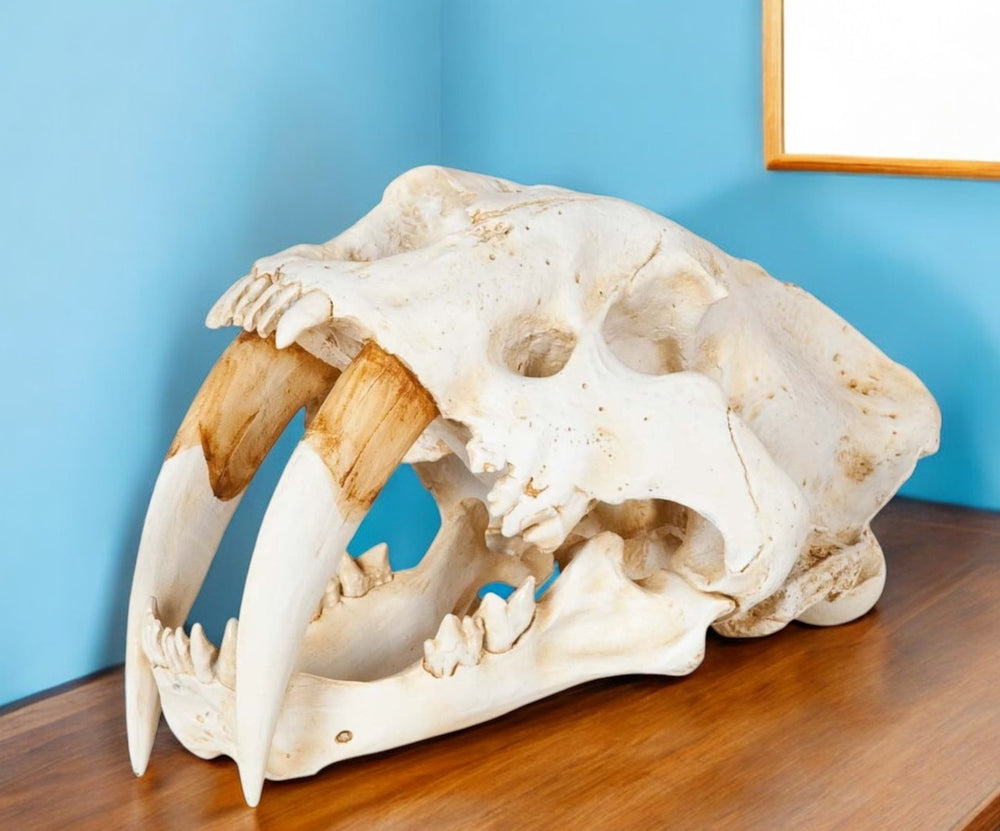 HomeRoots Authentic Sabertooth Skull Sculpture - Realistic Museum-Quality Decor for Home or Office Display 392417