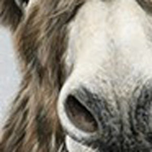 Homeroots Cute Donkeys Canvas Unframed Print Wall Art  Polyester 398960