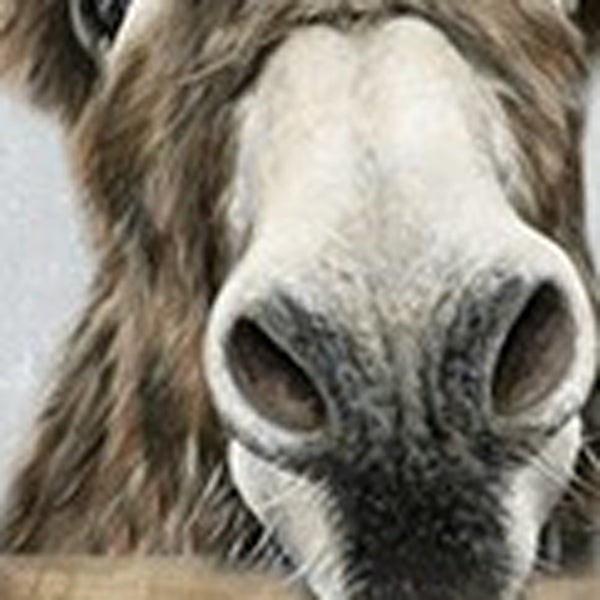 Homeroots Cute Donkeys Canvas Unframed Print Wall Art  Polyester 398960