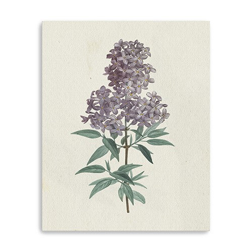 Homeroots Singular Purple Blossom Branch Unframed Print Wall Art  Polyester 399059