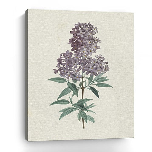 Homeroots Singular Purple Blossom Branch Unframed Print Wall Art  Polyester 399059