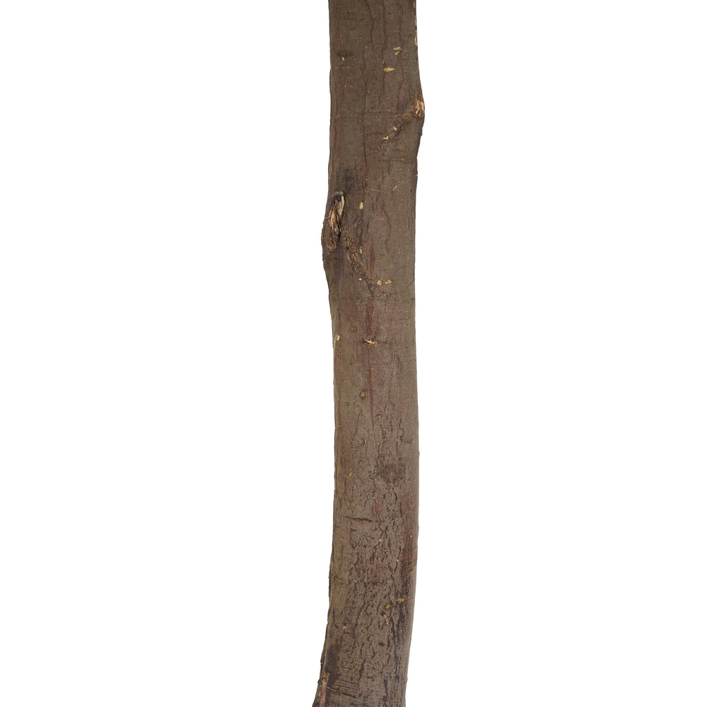 English Elm Christopher Knight Home® - 49" Artificial Topiary Bay Tree Ball Set of 2 in Black Pots — Lifelike Silk Leaves, Pre-Potted, No Assembly N772P286762G