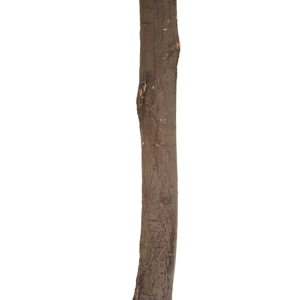 English Elm Christopher Knight Home® - 49" Artificial Topiary Bay Tree Ball Set of 2 in Black Pots — Lifelike Silk Leaves, Pre-Potted, No Assembly N772P286762G