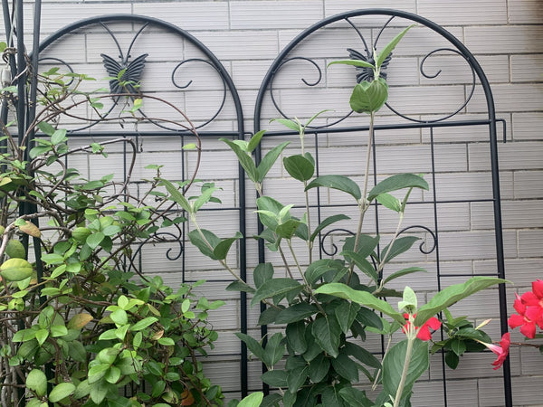 English Elm Metal Garden Trellis Set – 2 Durable Trellises For Climbing Plants, Flowers & Veggies, Easy Install W840P321535