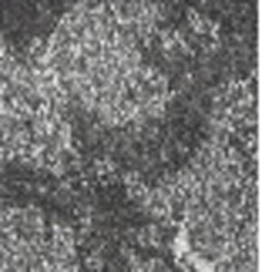 Homeroots 5' X 8' Gray And Ivory Oriental Distressed Area Rug  Polypropylene 491936